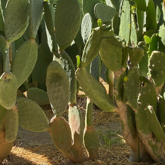 Meet your Posher, Grace - Picture 1 of 1